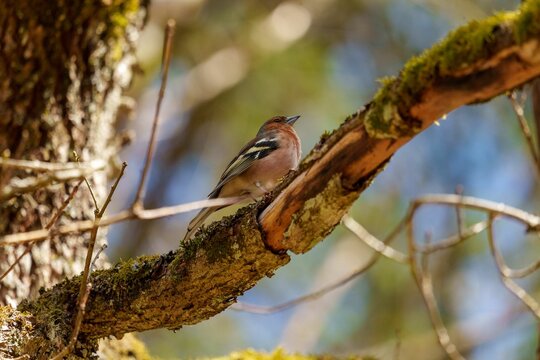 Selective focus shot of common chaffinch (fringilla coelebs) perched on tree branch