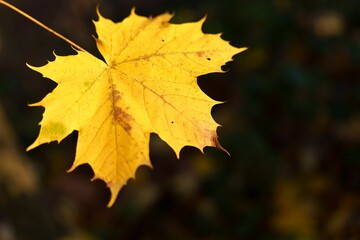 Naklejka na ściany i meble Selective focus of an autumn maple leaf