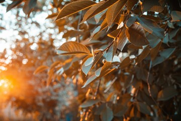 Selective focus of tree leaves with sunset lights in the garden with blur background