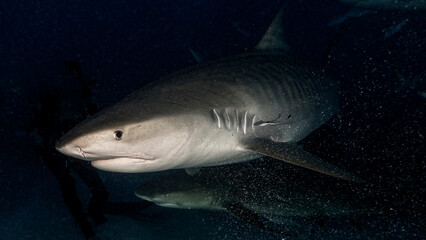 The intimidating look of the tiger shark at night