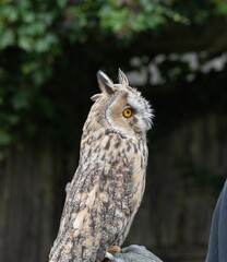 Owl perched on a stick