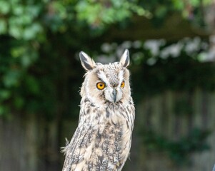 Owl perched on a stick