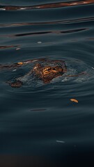 Vertical closeup shot of the head of an alligator swimming in the freshwater