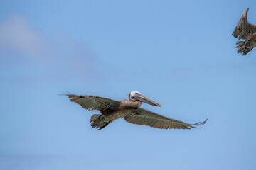 Closeup of a brown pelican flying freely in the sky