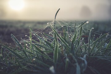 Closeup of dewy grass at sunrise during fog with spider net in them - obrazy, fototapety, plakaty