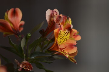 Leuchtend orangefarbene Alstroemeria (Inkalilie) mit gelben Streifen