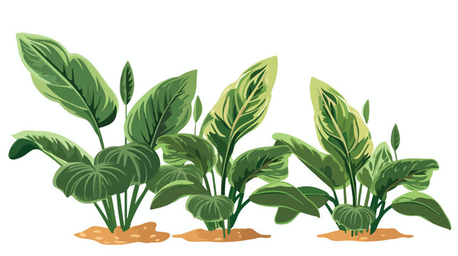A Aphelandra Plants .. 2d flat cartoon vactor illustration