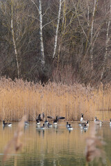 Kanadagans,  Branta canadensis