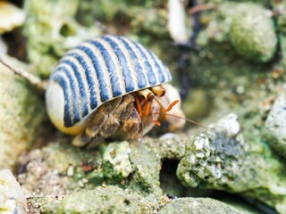 Macro shot of a hermit crab with a striped blue shell on a rock