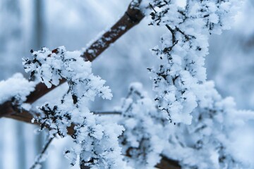 Closeup of frozen grape vines covered by snow in the winter in a German vineyard
