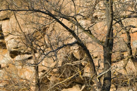 Sandstone quarry in Flonheim, Germany with dry leafless trees under bright sunlight