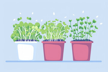 Close-up of microgreen broccoli. Concept of home gardening and growing greenery indoors. Flat illustration growing Microgreens