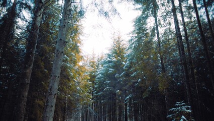 Obraz premium Low-angle shot of the snowy fir trees in the forest