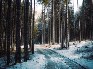 Naklejka premium Narrow road covered by snow between the deciduous trees in the forest