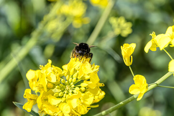 Eine Hummel schwirrt um leuchtend gelbe Rapsfeldblüten auf der Suche nach Nektar.	