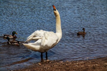 Mute swan standing in water and mallards swimming in the background