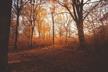 Fototapeta premium Magical view of the morning light in warm autumn forest with haze and sun rays