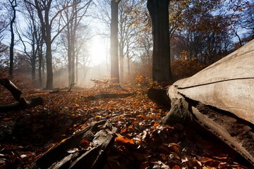 Magical view of the morning light in a warm autumn forest with haze and sun rays