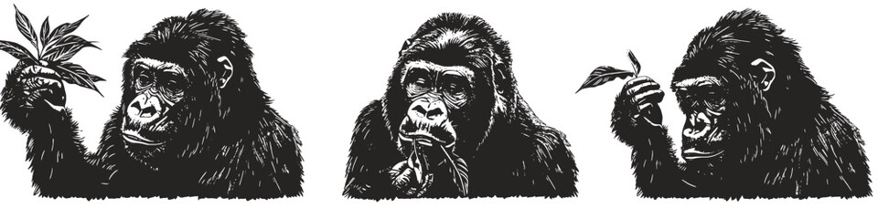 Three vector illustrations of gorilla eating a plant - obrazy, fototapety, plakaty