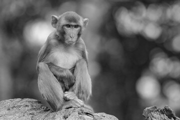 Grayscale closeup of a rhesus macaque. Macaca mulatta.