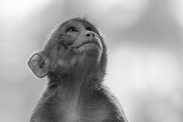 Grayscale closeup of an adorable monkey looking up
