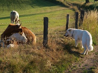 Dog looking at grazing cattle on a field behind barbed wire