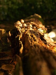 Vertical shot of fungus growing on mossy bark
