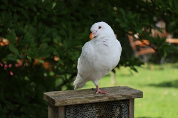 Closeup shot of a white pigeon