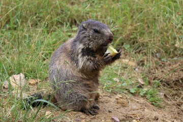 Closeup shot of a brown squirrel eating food with green grass in the background