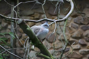 Australian Crested Pigeon perched on the tree branch