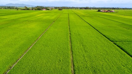 Natural view of a vast agricultural field under a bright sunny day