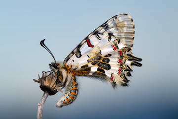 Closeup   beautiful butterflies ( Zerynthia cerisyi ) sitting on the flower. - 784373307