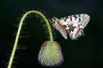 Closeup   beautiful butterflies ( Zerynthia cerisyi ) sitting on the flower. - 784373544