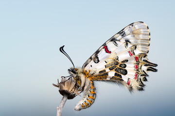 Closeup   beautiful butterflies ( Zerynthia cerisyi ) sitting on the flower. - 784373566