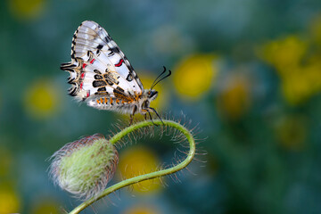 Closeup   beautiful butterflies ( Zerynthia cerisyi ) sitting on the flower. - 784373799