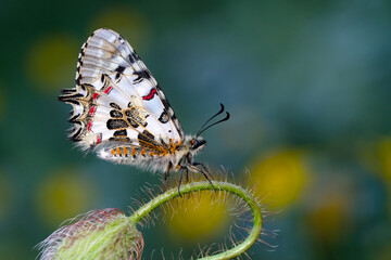Closeup   beautiful butterflies ( Zerynthia cerisyi ) sitting on the flower. - 784373949