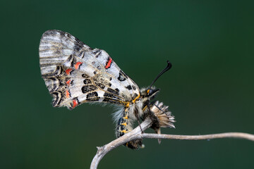 Closeup   beautiful butterflies ( Zerynthia cerisyi ) sitting on the flower. - 784374109