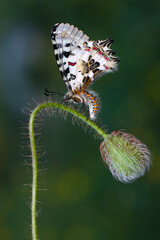 Closeup   beautiful butterflies ( Zerynthia cerisyi ) sitting on the flower. - 784374168