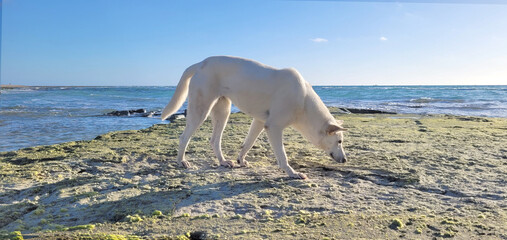 Bezpański pies szukający jedzenia na plaży Morza Śródziemnego - obrazy, fototapety, plakaty