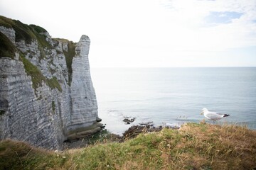 Seagull on a grassy clifftop