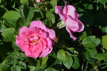 Closeup of pink roses growing among green leaves in sunlight