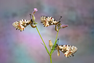 Closeup   beautiful butterflies ( Zerynthia cerisyi ) sitting on the flower. - 784374791
