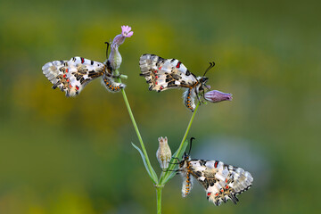 Closeup   beautiful butterflies ( Zerynthia cerisyi ) sitting on the flower. - 784374796
