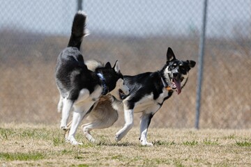 Lapponian herder and a Siberian Husky playing together in a park