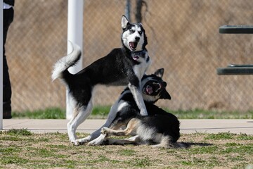 Lapponian herder and a Siberian Husky playing together in a park