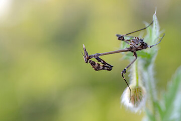 Close up of pair of Beautiful European mantis ( Mantis religiosa ) - 784375546