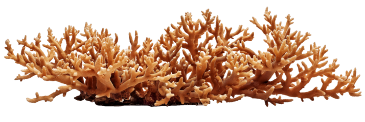 Coral isolated on a transparent background