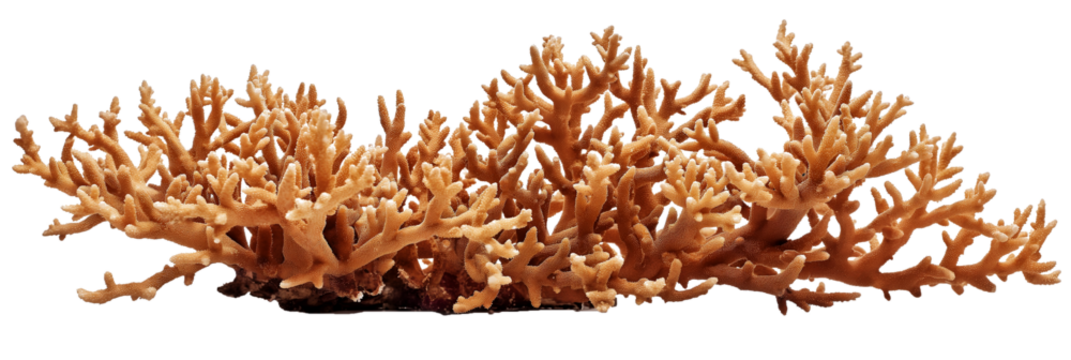 Coral isolated on a transparent background