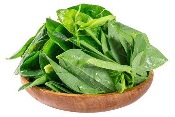 Fresh Katuk leaves (or Sauropus androgynus , Pucuk Manis) in a wooden bowl isolated on white background