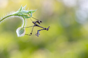 Close up of pair of Beautiful European mantis ( Mantis religiosa ) - 784376113